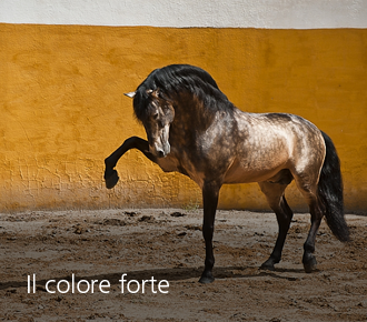 Club Colori Forti