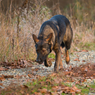 Cane, Lupo O Ibrido?