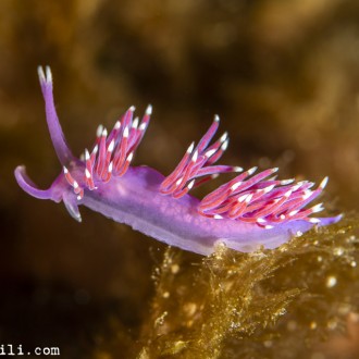 Flabellina