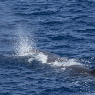 Avvistamento Cetacei 2018