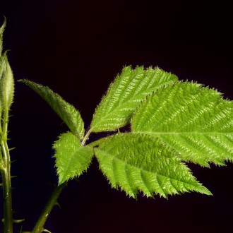 Verde E Nero