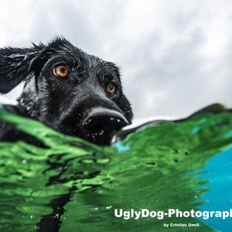 Dog In The Water