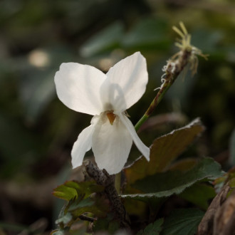 Arona - Fiori In Valle Vevera 2