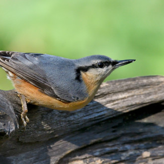 Sitta Europaea