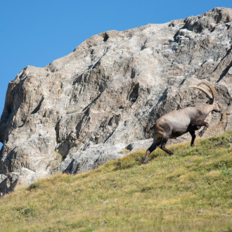 Stambecchi In Valtournenche - Luglio 2022