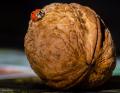 Focus Stacking Alla Coccinella