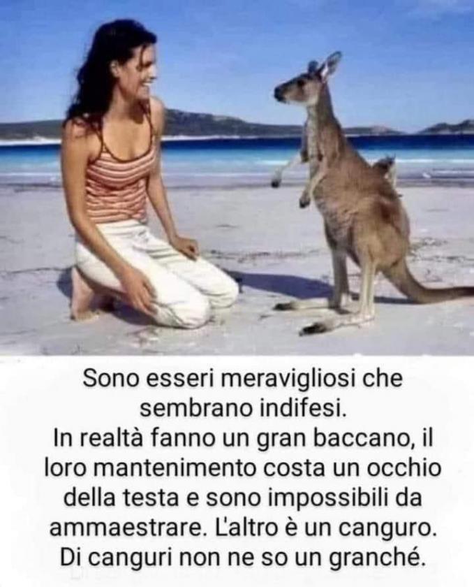 Immagine Allegata