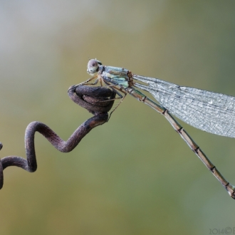 Chalcolestes Viridis  ♀