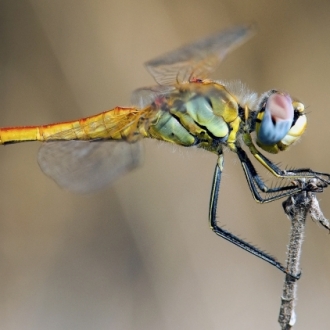 Libellula Sempre A Mano Libera.