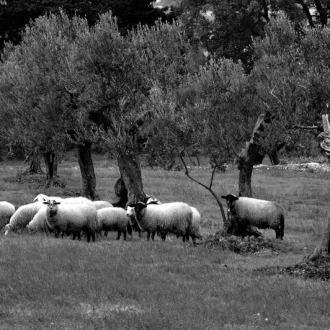 Pecore Al Pascolo In Bw