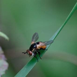 Foto Macro Con Lunghr Focali