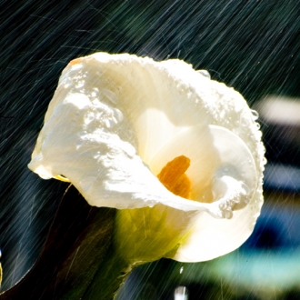 Calla Sotto La Pioggia