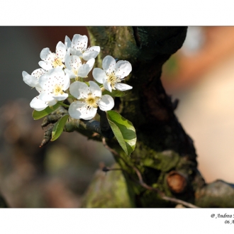 Fiori Primaverili