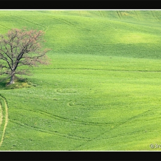 Tree And Stripes