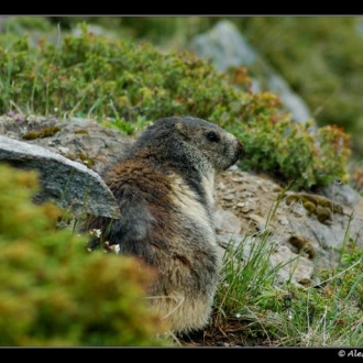 Marmotta & Camoscio