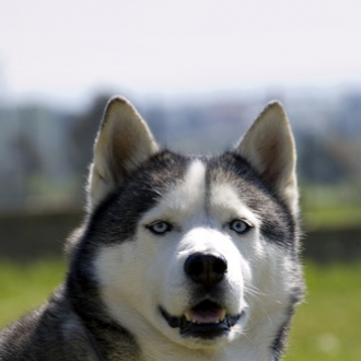 Alaskan Huskey