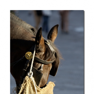 Un Cavallo Ed Un Gatto