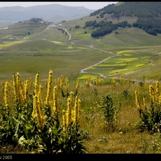 Castelluccio