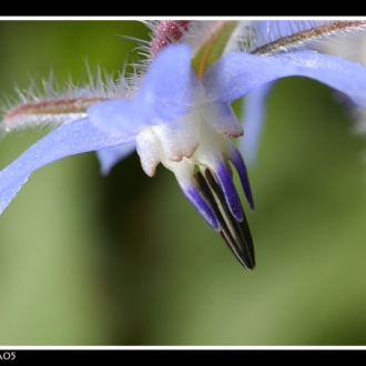 Macro Vacanziere