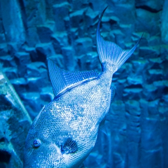 Acquario Cala Gonone