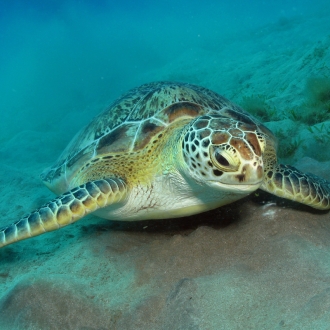 Le Tartarughe Di Marsa Alam