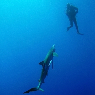 Pico - Azores