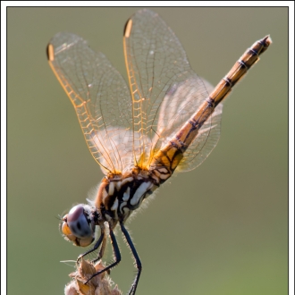 Trithemis Annulata