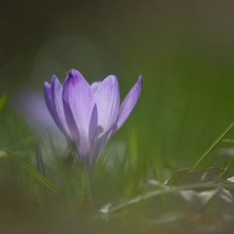 Ancora Qualche Crocus