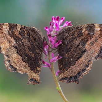 Butterfly Heart