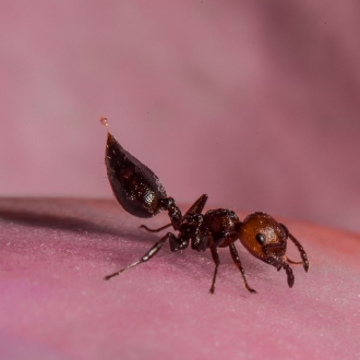 Formichina Piccolina