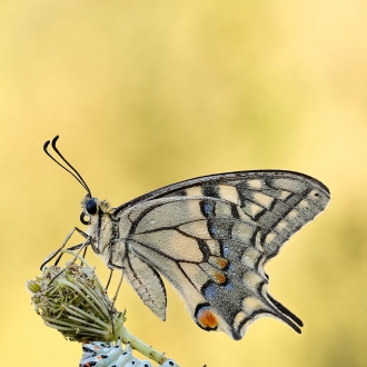 Papilio Machaon Plus