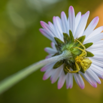 Crab Spider