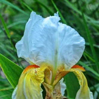 Iris Florentina