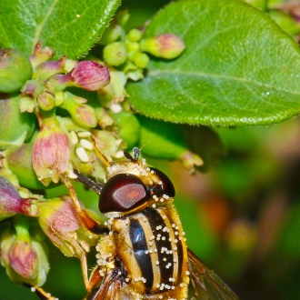 Syrphius Ribesii