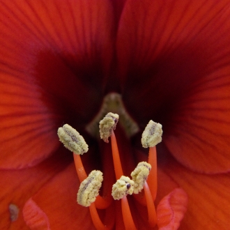 Giglio Rosso