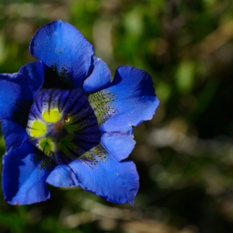 Gentiana Acaulis L. Esami Strumentali