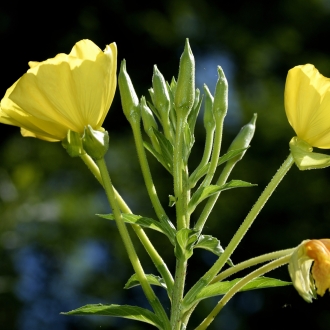 Fiore In Zona Stagno