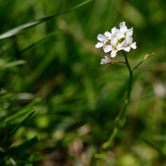 Arabis Alpina L.