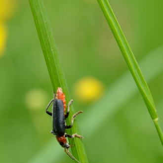 Lucciola E Impollinazione