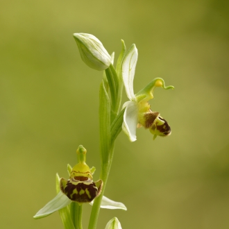 Quattro Scattucci Alle Orchidee Selvatiche