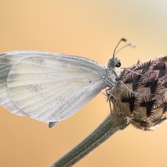 Leptidea Sinapis (linnaeus 1758)