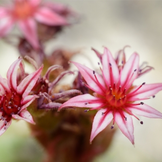 Sempervivum