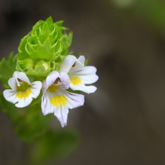 Euphrasia