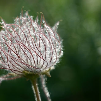 Achenio Di Geum Montanum