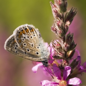 Plebejus Argyrognomon