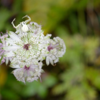 Astrantia Major Con Un Ragno Tomiside