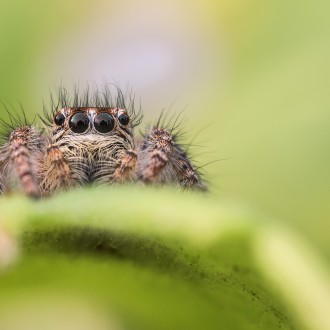 Philaeus Chrysops