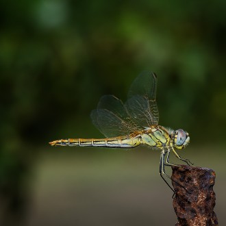 Libellula Di Fine Estate