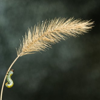 Verso La Cima