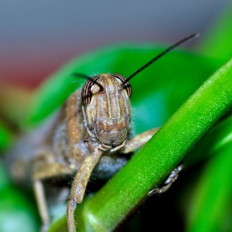 Locusta Curiosa